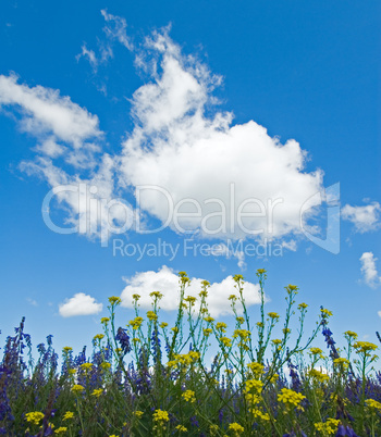 background of blooming flowers, green grass and blue sky