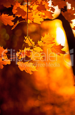 autumn leaves, very shallow focus