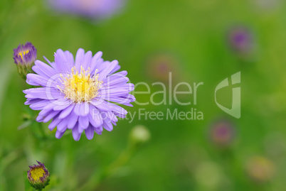 aster