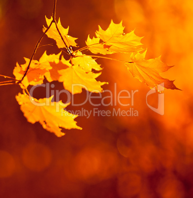 autumn leaves, very shallow focus