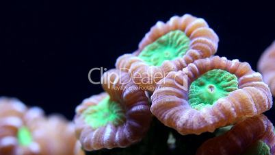Cat's Eye Coral