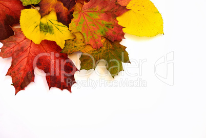 Colorful autumn leaves