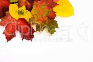 Colorful autumn leaves