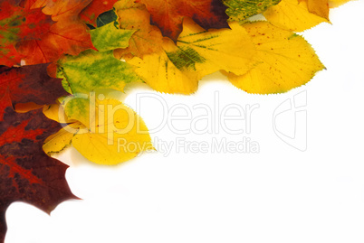 Colorful autumn leaves