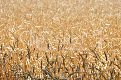 Cereal field