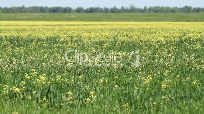 field of yellow wildflowers
