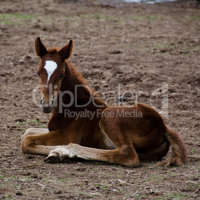Horse foal sitting on the ground