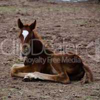 Horse foal sitting on the ground
