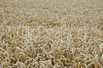 Wheat field background