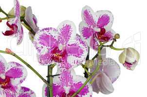 Purple orchid flower