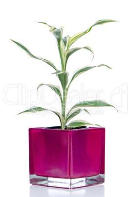 Houseplant