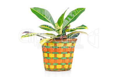 Houseplant