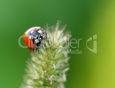 ladybug