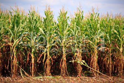 Rows of corn ready for harvest