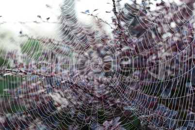 Cobweb on misty morning