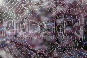 Cobweb on misty morning
