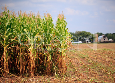 Rows of corn ready for harvest