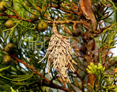 Bagworm on a pine tree