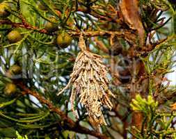 Bagworm on a pine tree