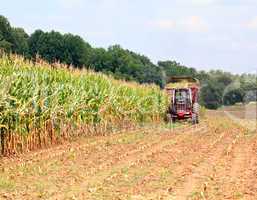 Rows of corn ready for harvest