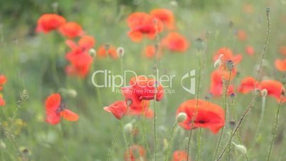 2 IN 1 EDIT Wind playing with red poppies on green meadow