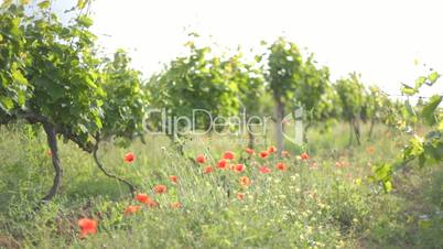 3 IN 1 EDIT Some red poppies among young grape plantation in sunlight