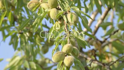 4 IN 1 EDIT Unripe almonds on tree moving on wind