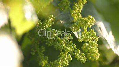 3 IN 1 EDIT Close-up of unripe young grape under direct sunlight