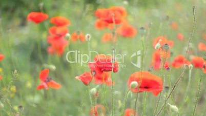 Bulbs of opened red poppies swaying on the wind