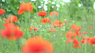 Flowering red poppies swaying on the wind in green grass