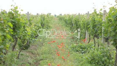 Path between two vineyards with red poppies in the middle