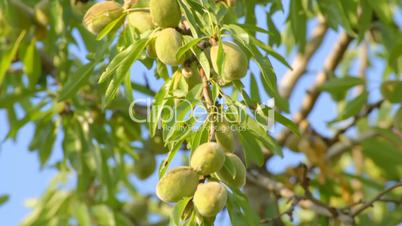 Unripe almonds hanging on tree on wind