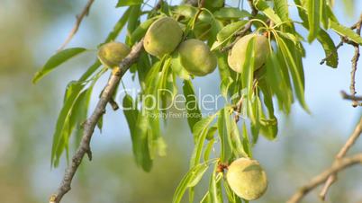 Wind rustling almond leaves with unripe almonds on branches