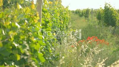 Plantation of young vineyard collecting sunlight together with wildflowersPlantation of young vineyard slowly maturing and collecting solar heat and light.Wildflowers and red poppies growing near juicy green grape leaves.
