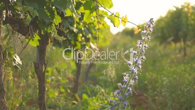 Curly vine twig caught on the wild flower on wind