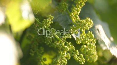 Close-up of two unripe grape peduncles in green foliage