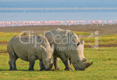 rhinos in lake nakuru national park, kenya