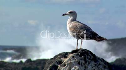 seagull with havy surf blur background