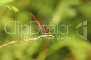 Blutrote Heidelibelle (Sympetrum sanguineum) / Ruddy Darter (Sym