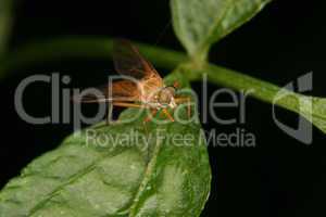Raubfliege (Asilidae) / Robber fly (Asilidae)