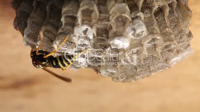 Macro of wasp (Hymenoptera)