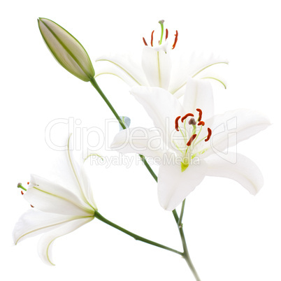 weiße Lilie / white lily