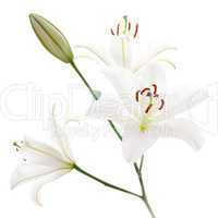 weiße Lilie / white lily