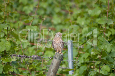 Eurasian Kestrel