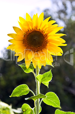 Beautiful sunflower