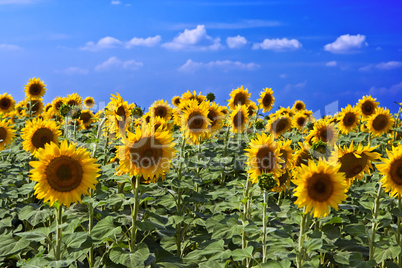 Beautiful sunflower