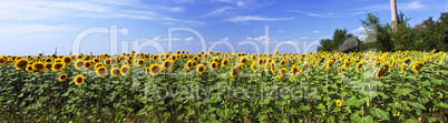 Beautiful sunflower field in sunny summer