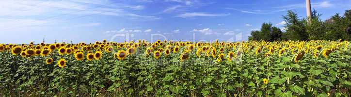 Beautiful sunflower field in sunny summer