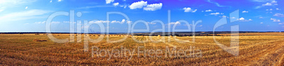 Field of ripe wheat