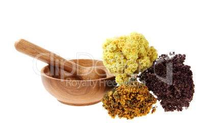 Medicinal herbs on the white background